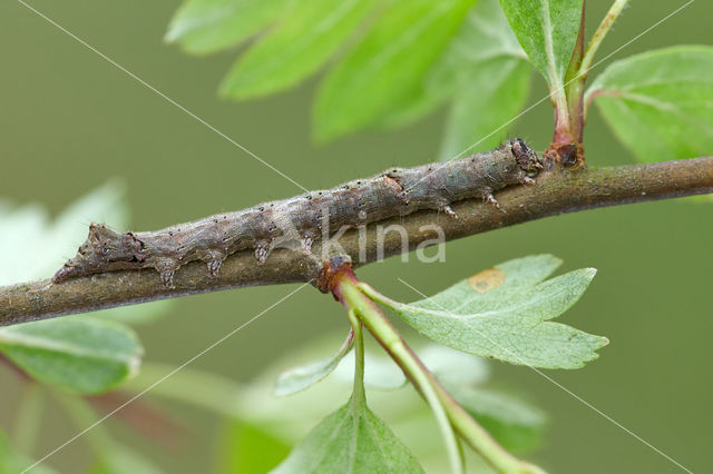 Green-brindled Crescent (Allophyes oxyacanthae)