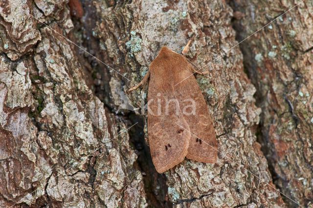 Twin-spotted Quaker (Orthosia munda)