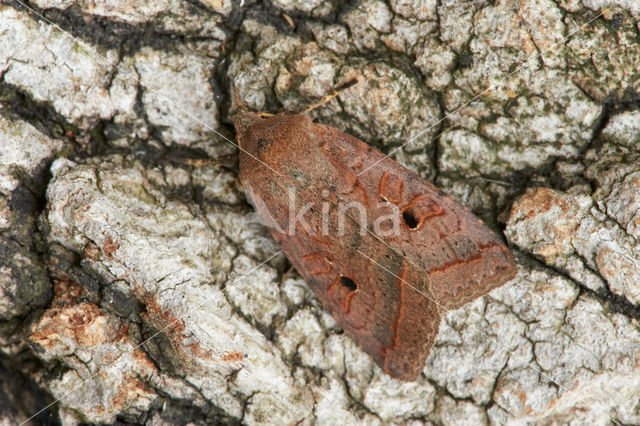 Zwartstipvlinder (Agrochola lota)