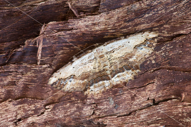 Zwartvlekspikkelspanner (Menophra abruptaria)