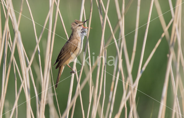 Grote Karekiet (Acrocephalus arundinaceus)