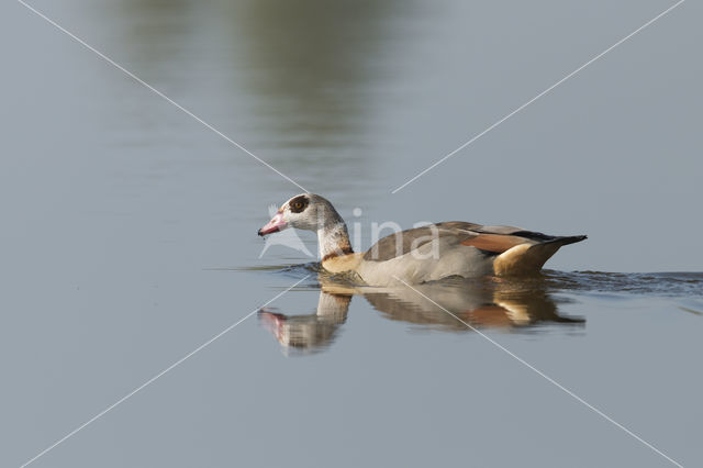 Egyptian Goose (Alopochen aegyptiaca)