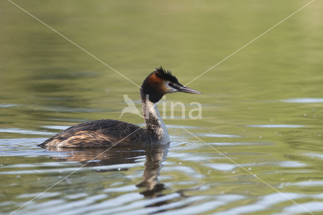 Fuut (Podiceps cristatus)