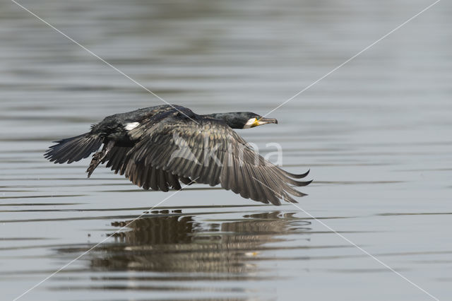 Cormorant (Nannopterum harrisi)