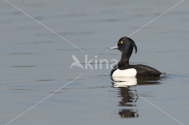 Tufted Duck (Aythya fuligula)