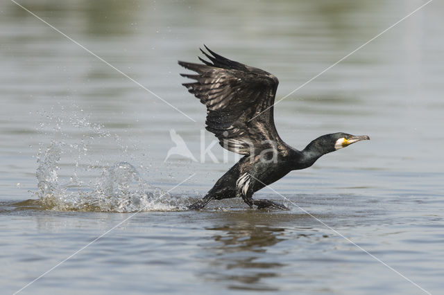 Cormorant (Nannopterum harrisi)