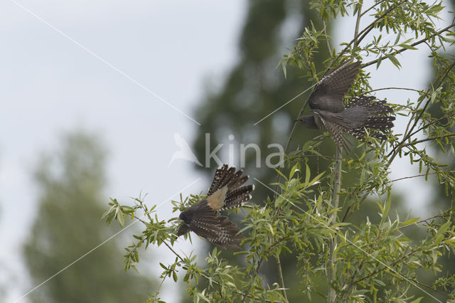 Common Cuckoo (Cuculus canorus)