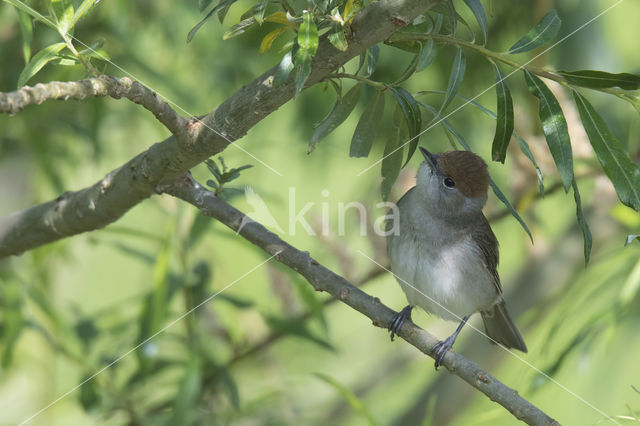 Blackcap (Sylvia atricapilla)