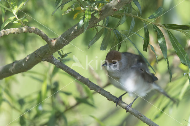 Blackcap (Sylvia atricapilla)