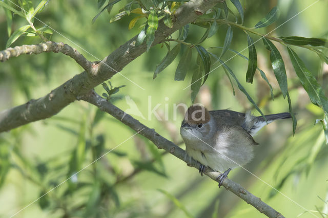 Blackcap (Sylvia atricapilla)