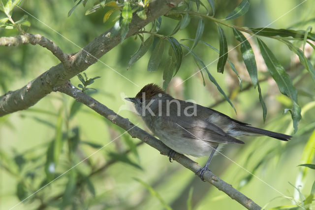 Zwartkop (Sylvia atricapilla)