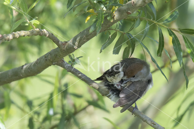 Blackcap (Sylvia atricapilla)