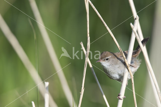 Cetti's Zanger (Cettia cetti)