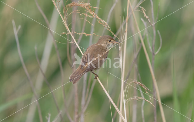 Eurasian Reed-Warbler (Acrocephalus scirpaceus)