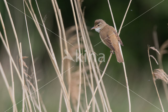 Grote Karekiet (Acrocephalus arundinaceus)