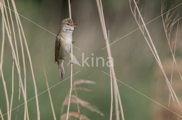 Grote Karekiet (Acrocephalus arundinaceus)