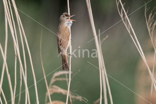 Grote Karekiet (Acrocephalus arundinaceus)