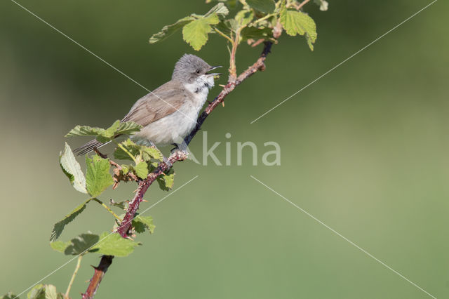 Braamsluiper (Sylvia curruca)