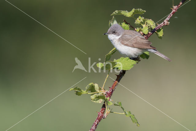 Braamsluiper (Sylvia curruca)