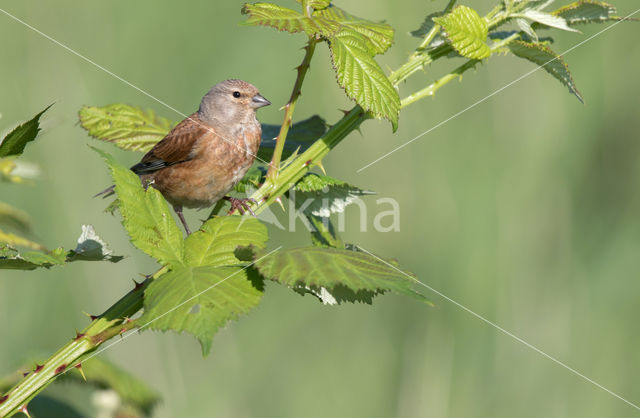 Bramble (Rubus spec)