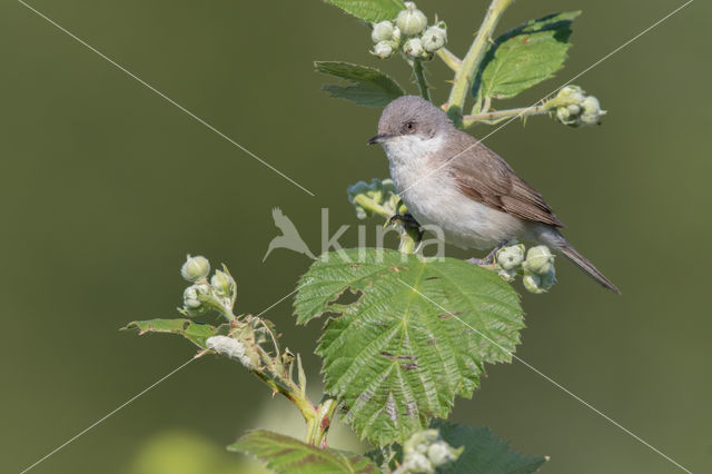 Braamsluiper (Sylvia curruca)