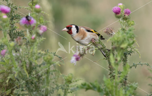 European Goldfinch (Carduelis carduelis)