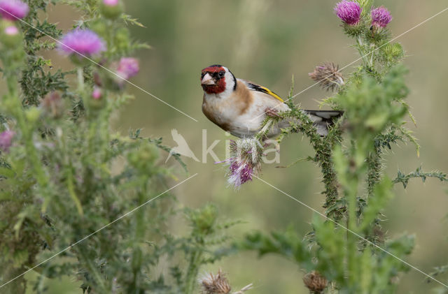 European Goldfinch (Carduelis carduelis)