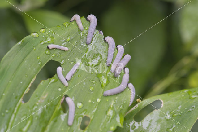 Phymatocera aterrima