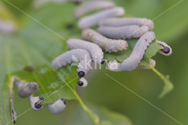 Phymatocera aterrima