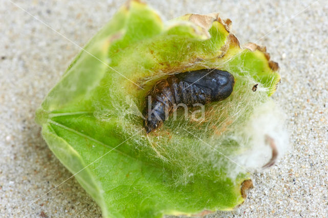 browntail moth (Euproctis chrysorrhoea)