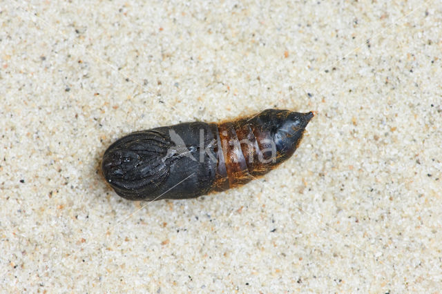 Bastaardsatijnvlinder (Euproctis chrysorrhoea)