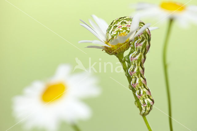 Kamillevlinder (Cucullia chamomillae)