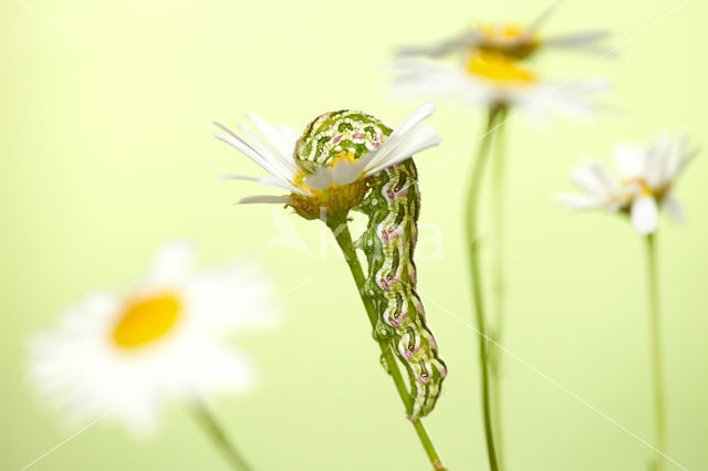 Kamillevlinder (Cucullia chamomillae)
