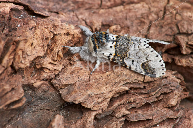 Sallow Kitten (Furcula furcula)