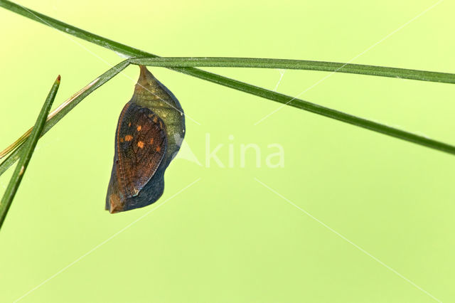 Speckled Wood (Pararge aegeria)