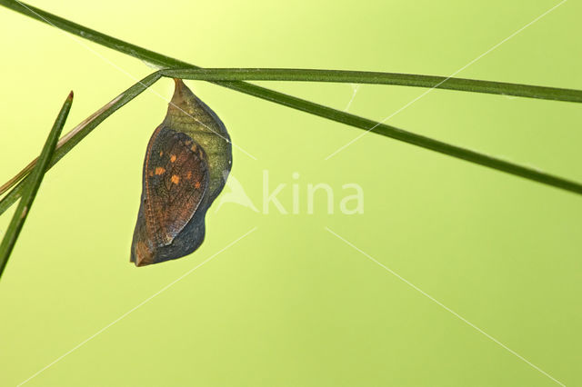 Speckled Wood (Pararge aegeria)