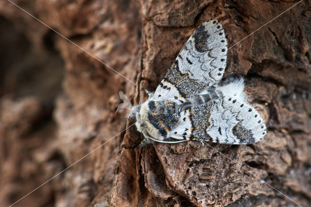 Kleine hermelijnvlinder (Furcula furcula)