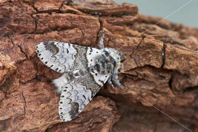 Kleine hermelijnvlinder (Furcula furcula)