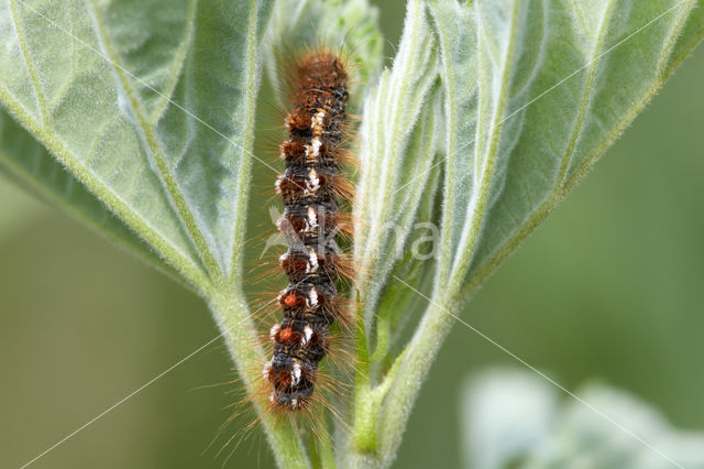 browntail moth (Euproctis chrysorrhoea)