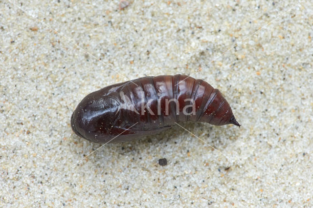 Copper Underwing (Amphipyra pyramidea)