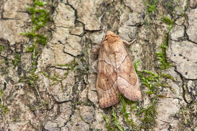 The Dun-bar (Cosmia trapezina)