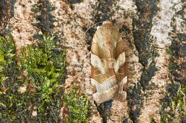 Broad-bordered Yellow Underwing (Noctua fimbriata)