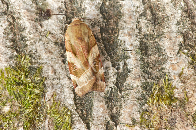 Broad-bordered Yellow Underwing (Noctua fimbriata)