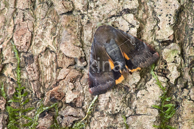Lesser Broad-bordered Yellow Underwing (Noctua janthe)