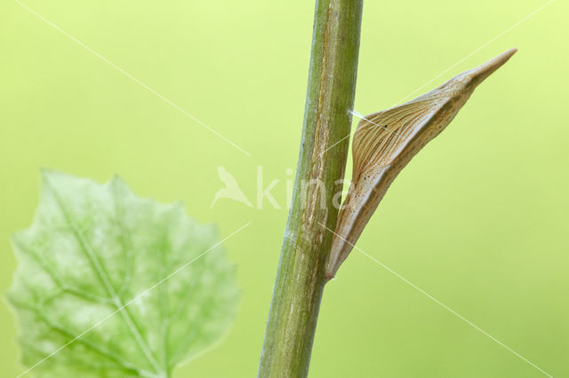 Orange-tip (Anthocharis cardamines)