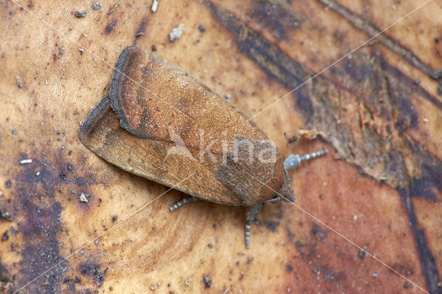 Kleine huismoeder (Noctua interjecta)