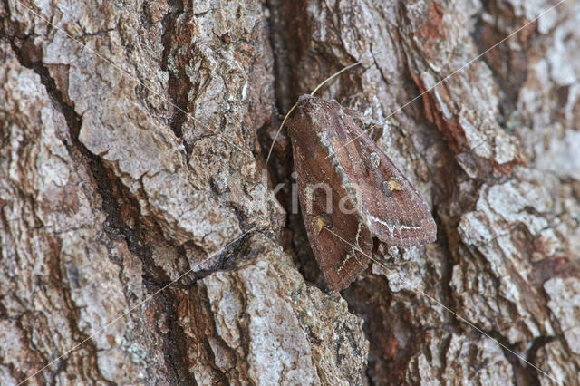 Groente-uil (Lacanobia oleracea)