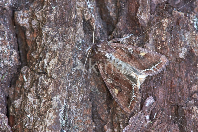 Bright-line Brown-eye (Lacanobia oleracea)