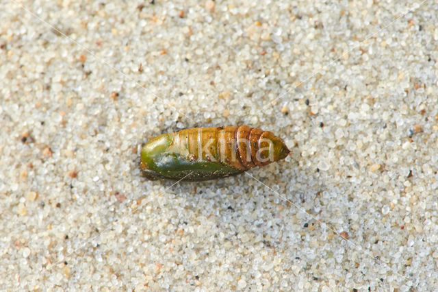 Voorjaarsboomspanner (Alsophila aescularia)
