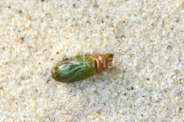 Voorjaarsboomspanner (Alsophila aescularia)